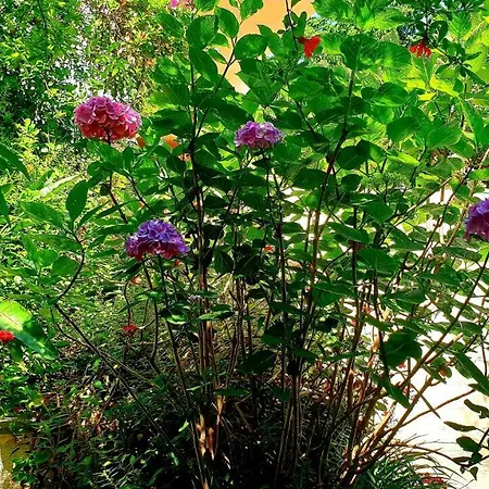 Il Giardino Di Anna