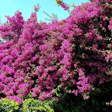 Il Giardino Di Anna