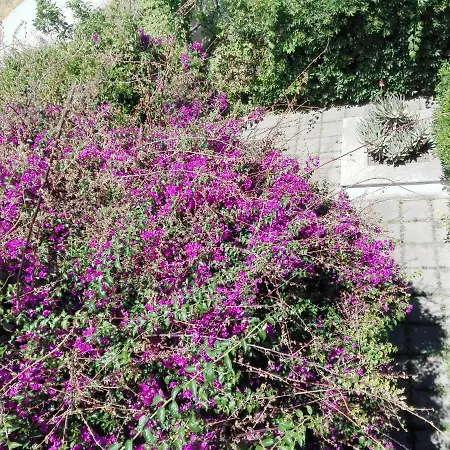 Bed & Breakfast Il Giardino Di Anna Trecase